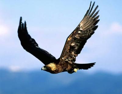 golden eagle. an Eagle* » golden-eagle