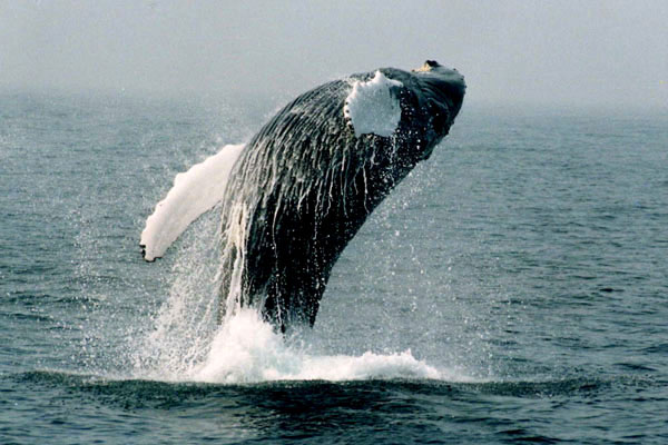 whale-watching-off-cape-cod.jpg