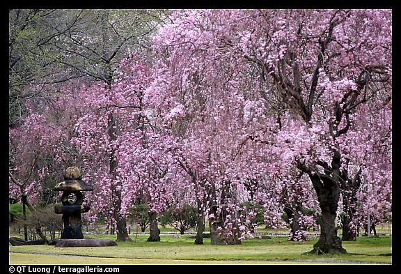 japanese cherry tree pictures. cherry tree blossom japan.