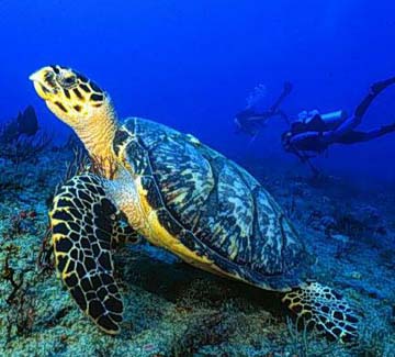 sea-turtle-by-sandra-edwards