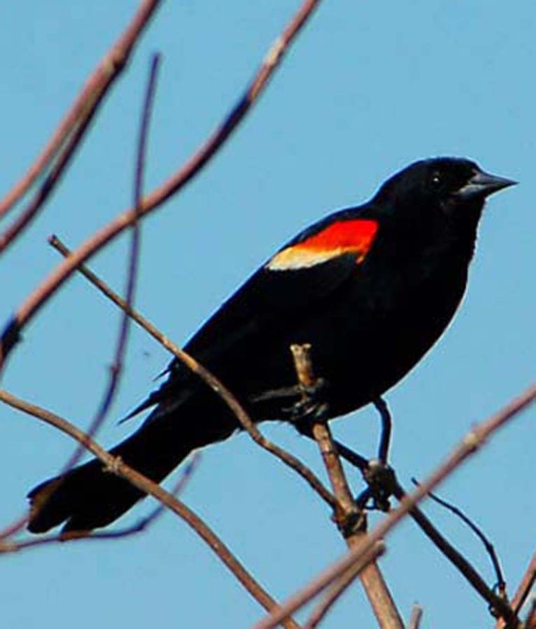red-winged-blackbird-lg