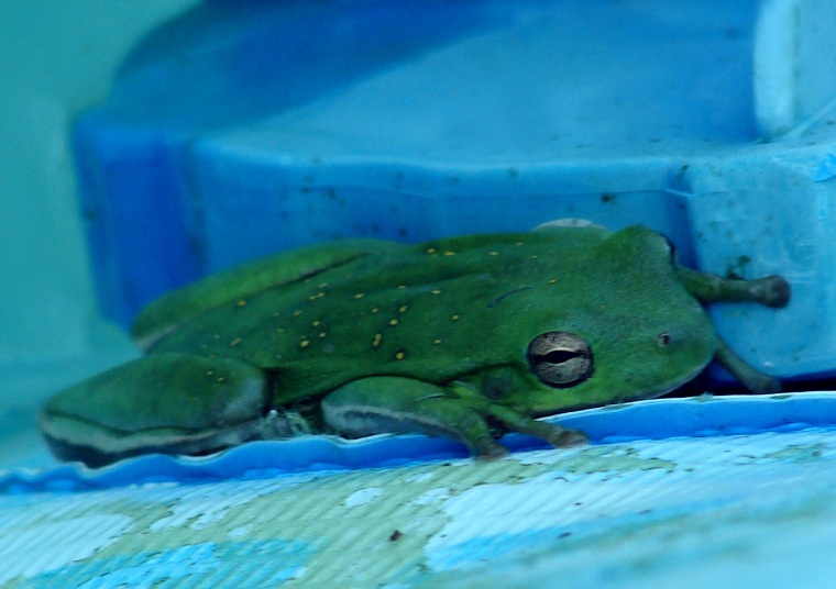 Close Up of Tree Frog on Pool Pump