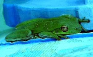 Tree Frog at Rest