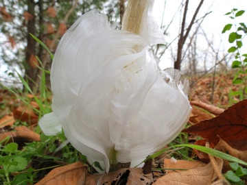 Frost Flower close up by Marklnspex FCC