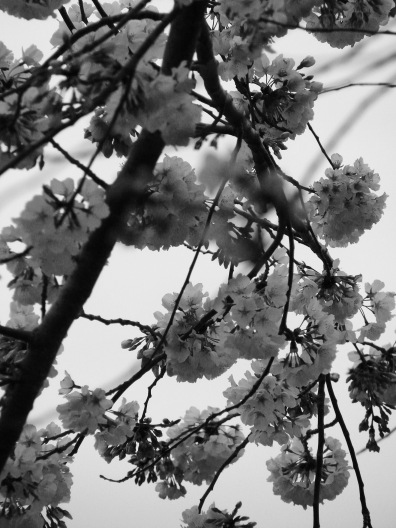 Blossom Chiaroscuro