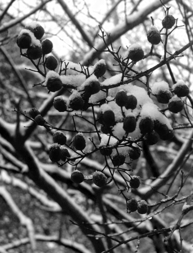 Chiaroscuro colon Winter Berries