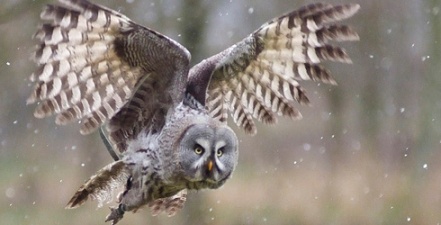 great grey owl nature dot org