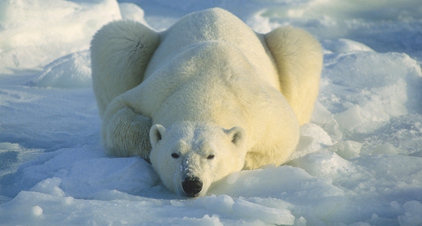 Resting Polar Bear by Daniel J. Cox (Polar Bears International)*